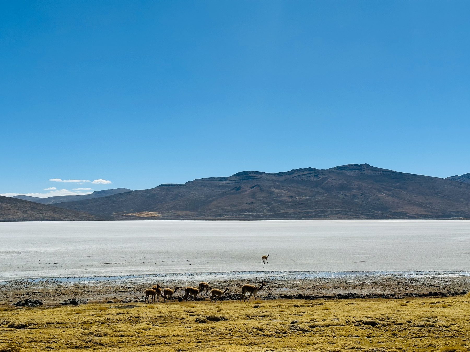 Andean landscape with vicuñas